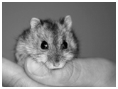 Hamster Speedo